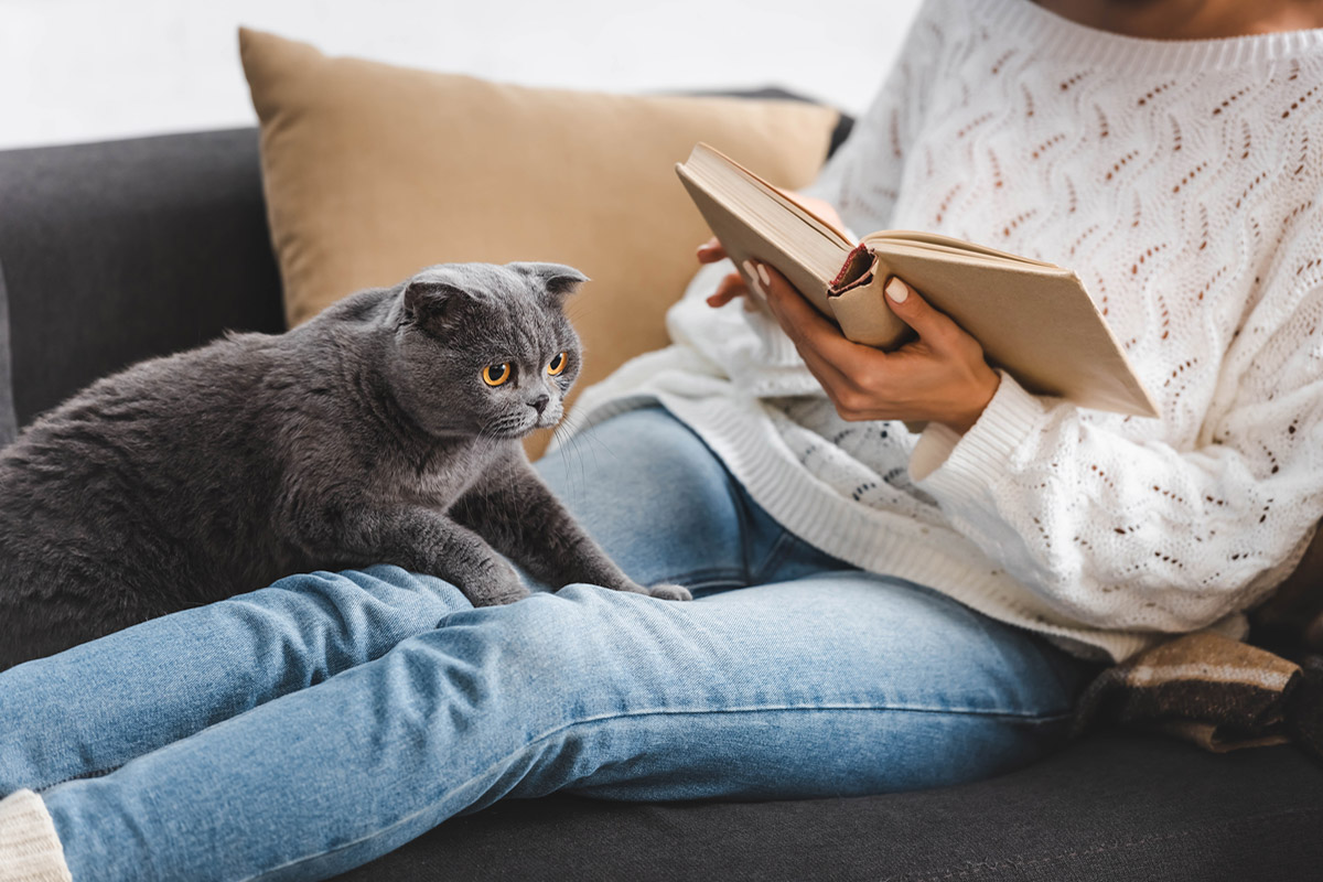 Finding the Best Cat scratch proof sofa for Cats